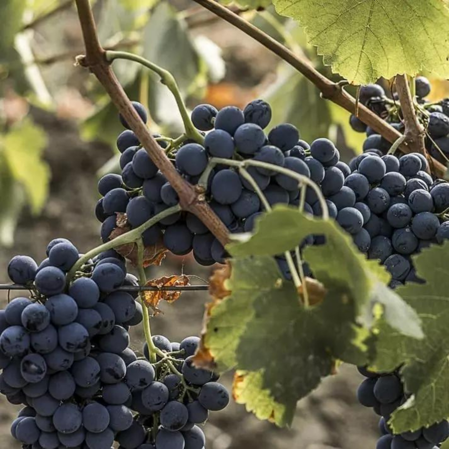 ALESSANDRO DI CAMPOREALE Kaid, Syrah Sicilia BIO DOC 0.75l 2017