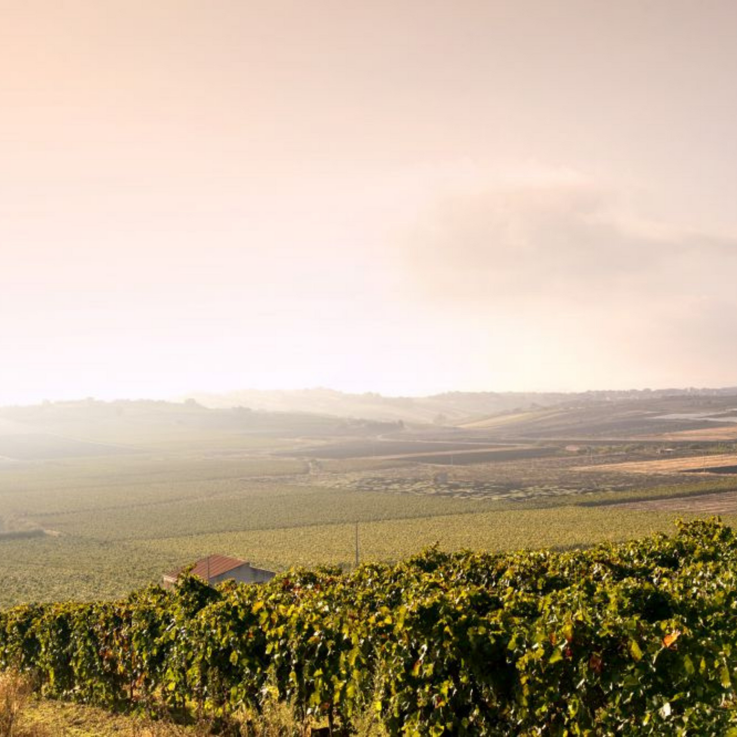 AZIENDA G. MILAZZO Terre della Baronia Rosso, Sicilia BIO D.O.P. 0.75l