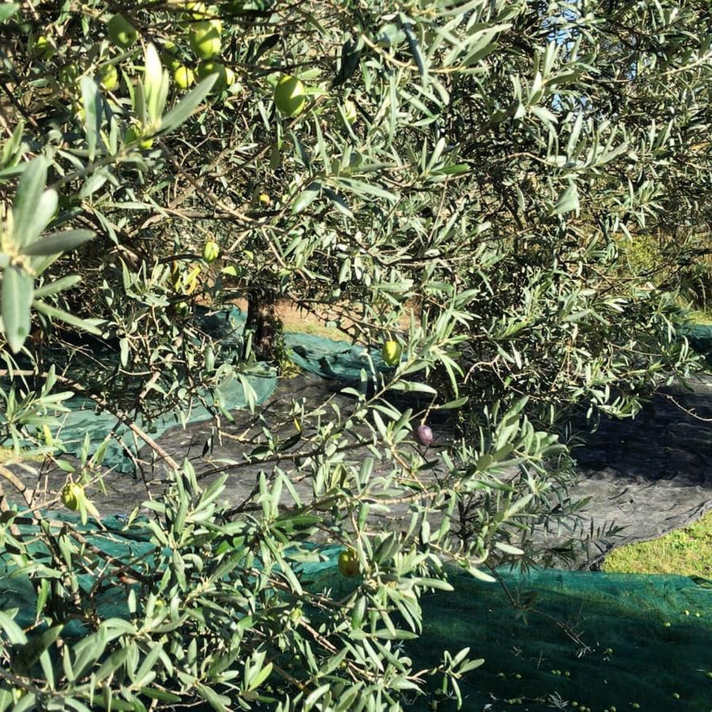 CALAFORNO Pestato di Olive nere 160g